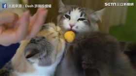 貓咪們搶食冰棒