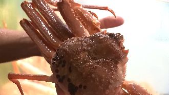 點1680元松葉蟹　結帳價竟多十倍