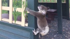 澳洲無尾熊,無尾熊被釘在柱子上慘死（圖／翻攝自Koala Rescue Queensland Inc臉書）