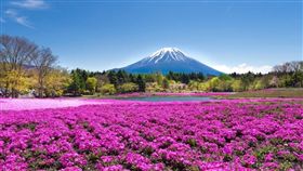 春季度假攻略　日、韓、中三大櫻花節 華欣、巴拉望海濱度假／業配