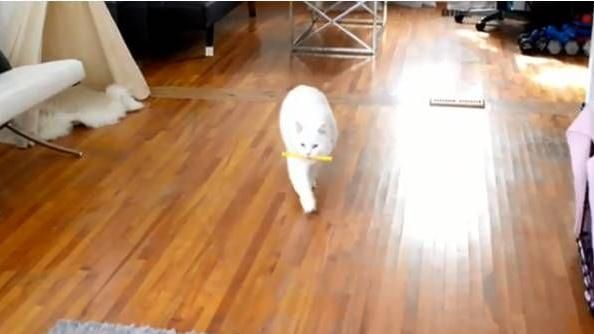喵皇興奮狂追玩具　讓一旁狗狗全傻眼