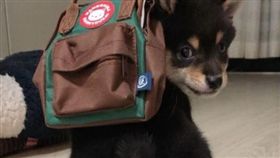 小黑柴揹書包(翻攝自ig@mameshiba_yoroko)

