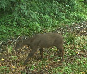 台東利嘉山區野生動物多（3）