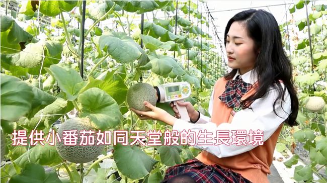 超ㄎ一ㄤ宣傳！玉女賣番茄卻捧洋香瓜
