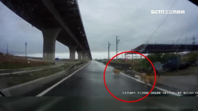 為閃躲汪星人失控翻！新車撞爛沒人賠
