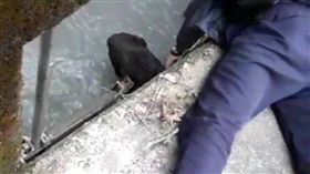 黑狗掉落水圳，員警趴地救狗（警方提供）