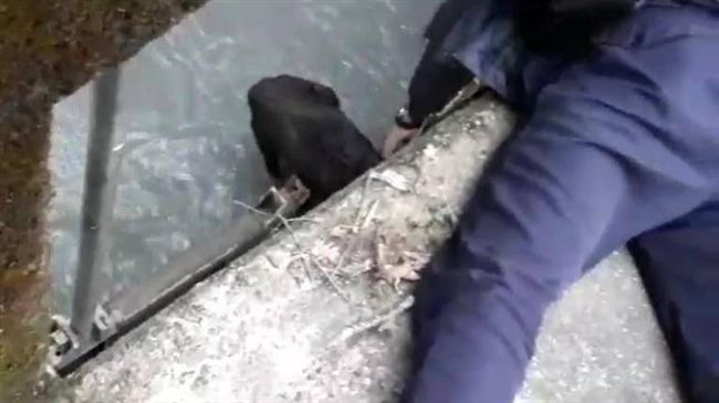 狗跌入水圳冷到發抖　警全身趴地救起