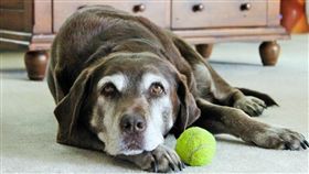 名家／PetTalk（勿用）