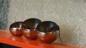 餐廳,老鼠,火鍋店,店家,補償,醬料,噁心,髒亂,胃口,傻眼
https://www.dcard.tw/f/food/p/228113793