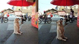 白汪汪端坐炸雞店　哀怨表情笑噴網友