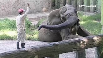 大象爸爸要退休！「阿里」恐思念成疾