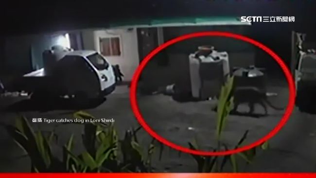 看門狗遭活吞！3秒就被「老虎」叼走