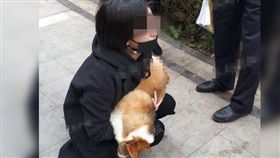 中國大陸,四川,成都,柯基,摔死,虐狗(圖/微博)