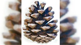 日月潭,松果,大便,誤認,尷尬,Dcard　圖／翻攝自維基百科