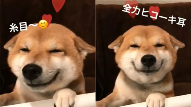 柴柴呆萌笑+飛機耳迎爸　網：好療癒