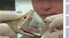 太攀蛇,毒蛇,毒液,血清,澳洲（圖／翻攝自英國每日郵報）http://www.dailymail.co.uk/news/article-5258771/Taipan-snake-breaks-record-venom.html