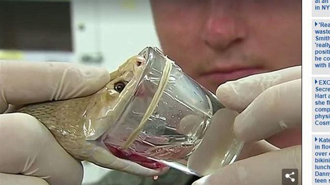 毒液量破紀錄　牠咬一口就可殺死百人