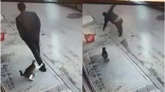 經過喵皇沒打招呼…路人下場超悲慘！