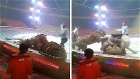 大陸河北滄州市大陽馬戲團在排練「獅子與老虎騎馬」節目時，獅子突然攻擊白馬，在後方的老虎也跟著撲上，在旁的工作人員還拿起鞭子往白馬身上打，白馬當場倒地，在場地內打轉。對此，馬戲團工作人員解釋，因為獅子、老虎與馬的食性不同，出現這情況很正常。（圖／翻攝自秒拍）