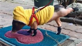 麝香豬（翻攝自／波士頓筷筷vs麝香豬滿滿『筷滿出來的愛』臉書）