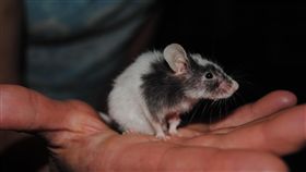 老鼠
https://www.flickr.com/photos/57593460@N05/5741789396/in/photolist-9KoaWU-91oSmB-DbVY7M-UhfwbG-dkco4p-X92mGp-atW6gH-XLp3vm-7wHtcj-q2S6d1-bk9j7m-bk9jg7-SkpCwT-dYzLBw-2vC7E-9g3Jww-mEqcTr-43aRmL-6wuHG