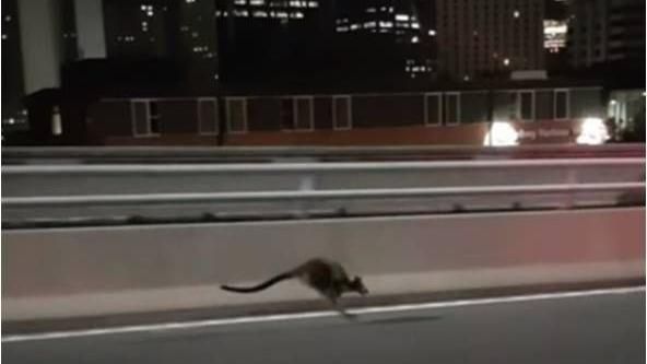 駕駛深夜開車…驚見袋鼠「企圖超車」