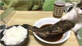 貓咪,喵皇,小偷,魚,晚餐,搶食物,拍照　圖／翻攝自推特