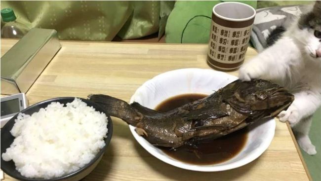 喵皇趁主人拍照　「出手偷魚」被抓包