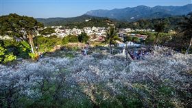 嘉義梅山梅花盛開（1）今年初寒流一波接一波，嘉義縣梅山公園的梅花現已綻放，15日至21日是最佳觀賞時機，遊客賞花要趁早。（洪年宏提供）中央社記者黃國芳傳真　107年1月16日