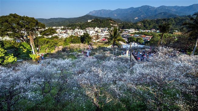 嘉義梅山、阿里山梅花盛開　賞花趁早