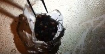 割開劇毒蜘蛛卵囊　百隻小蜘蛛爬出來