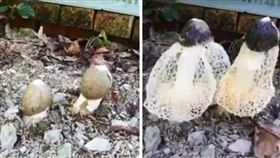 竹笙,長裙竹蓀,生長,療癒,真菌,可愛,爆笑公社,植物,過程
（圖／翻攝自爆料公社）