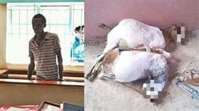 有事嗎？男子強暴羊咩咩　連續2小時「搞到死」