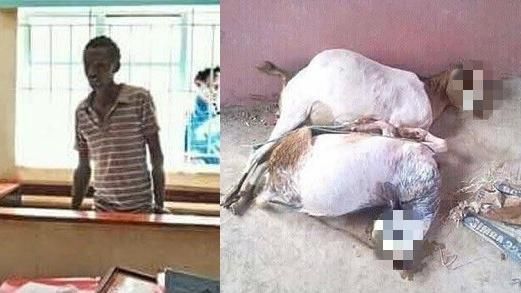 男子性侵羊咩咩　連2小時「搞到死」