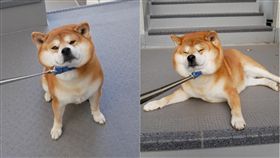 柴柴是吃貨（圖／翻攝自IG shibainu.berry）