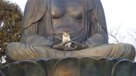 貓,喵星人,大佛,推特,花貓,佛像,動物
（圖／翻攝自推特）