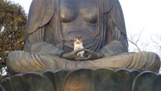 喵星人超大膽　跳上佛像手掌中打瞌睡