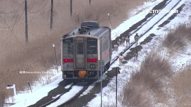 火車撞鹿頻傳　日研發「狗吠火車」