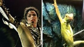 爬蟲類,蜥蜴,麥克傑克森,帥氣,姿勢
（圖／翻攝自臉書）