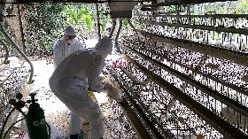 屏東新增2場染禽流感　防疫人員撲殺
