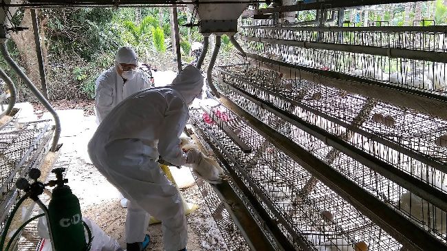 新北禽宰場現禽流感　感染土雞已銷毀