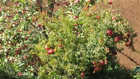 石榴樹
https://www.flickr.com/photos/nh53/23100422702/in/photolist-BciGS3-7eGVss-dkJixm-dkJiDW-6vjdtj-2vZBsG-gq5UtR-dkJger-5xmxDV-nmMr3M-nkdb4C-UNF8vg-TK4KkL-d4kPy1-UaTvvA-3k3kiY-fyVEr-pXUhLj-pDuMKR-gkBH