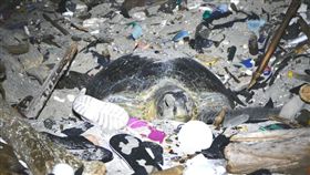 生態,浩劫,海龜,產卵,垃圾堆,澳大利亞,聖誕島,劉烘昌,BBC earth　圖／翻攝自BBC earth臉書