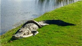 美國,高爾夫球,蟒蛇,鱷魚,Richard Nadler　圖／翻攝自臉書