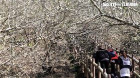 台南梅嶺梅花,交通接駁。（圖／台南市觀光旅遊局提供）