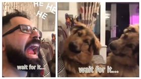 毛小孩吵架（翻攝LADbible)