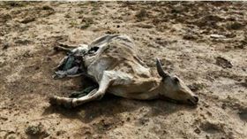 圖／翻攝自印度時報