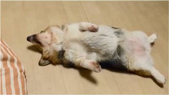 柯基翻肚露出肥肚　網暴動：好誘人呀