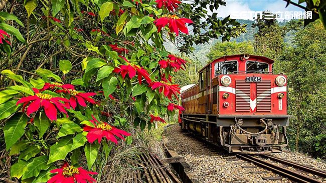 春節連假出遊　阿里山森鐵加班車出爐