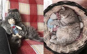 貓咪。（圖／翻攝自IG lunathemoonface）